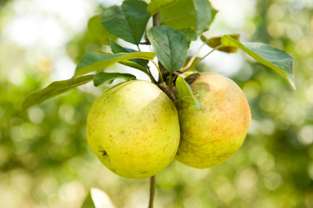 Apple orchard of the Gaztañaga de Andoain cider house