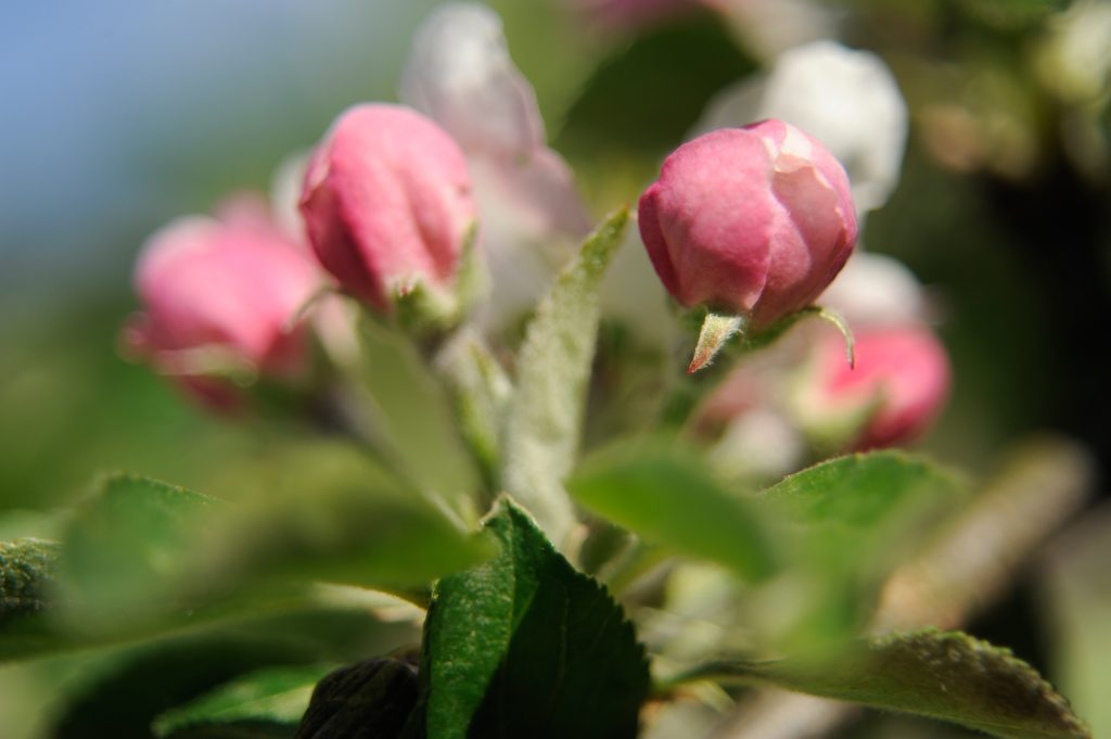 Apple grove in bloom at the Gaztañaga cider house in Andoain